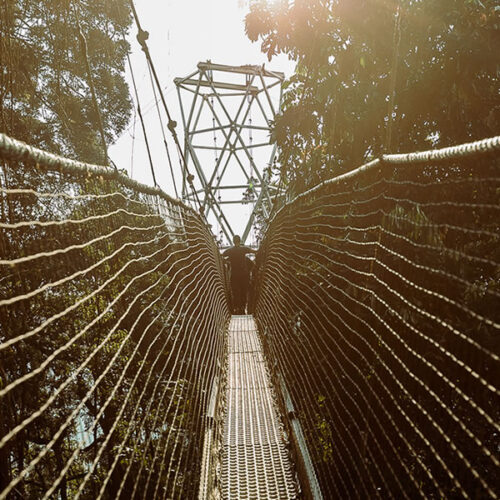 Nyungwe Forest National Park