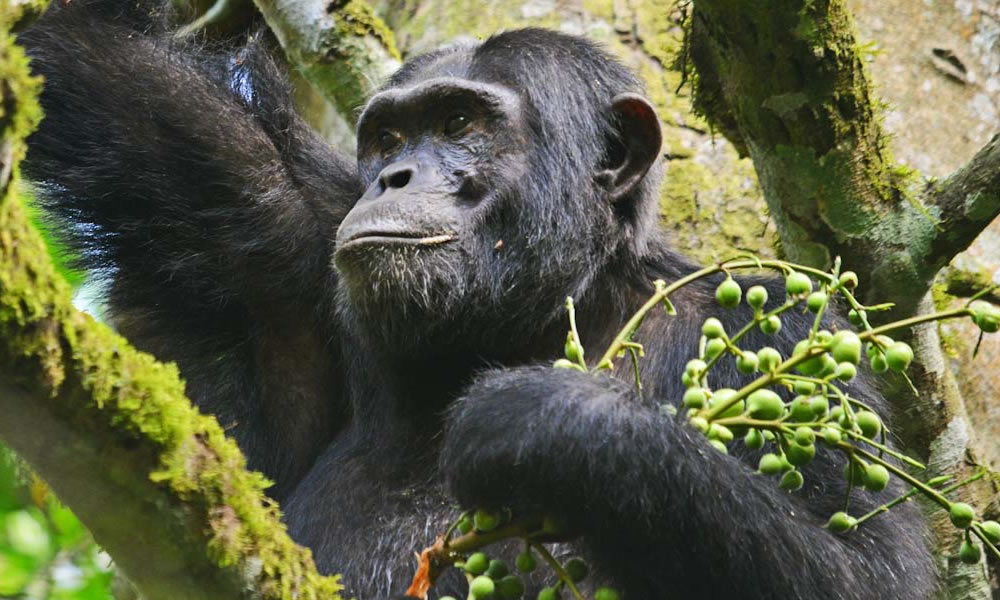 3 Days Chimpanzee Tracking in Nyungwe Forest National Park