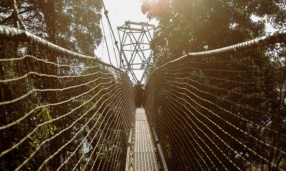 Nyungwe Forest National Park