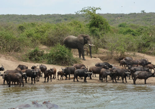 Queen Elizabeth National Park