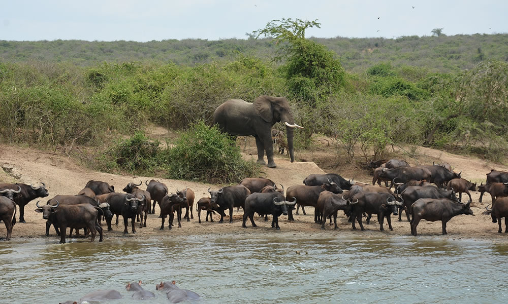 Queen Elizabeth National Park