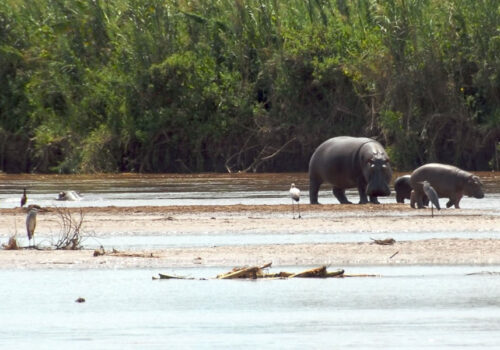 2 Days Rusizi National Park Safari