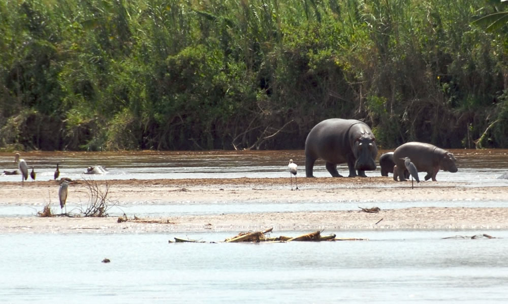 2 Days Rusizi National Park Safari