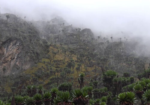 Rwenzori Mountains National Park