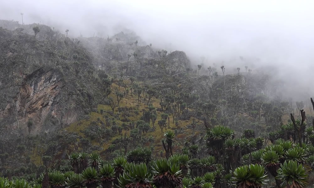 Rwenzori Mountains National Park