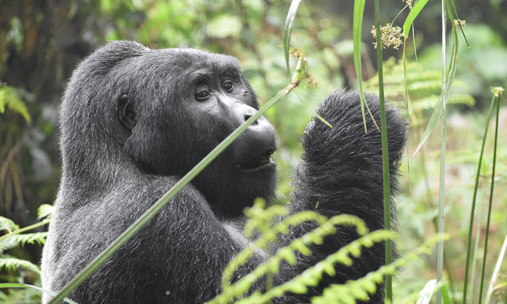 Top safari experiences of Rwanda