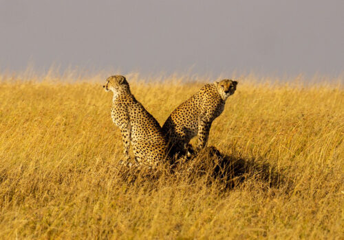 3 Days Serengeti National Park Safari