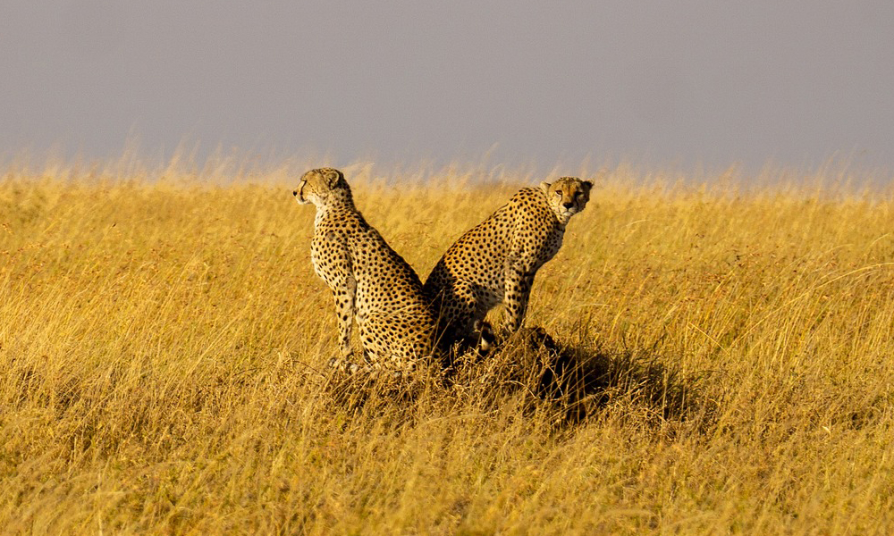 3 Days Serengeti National Park Safari