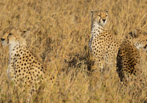 7 Days Tanzania Wildlife Safari Adventure