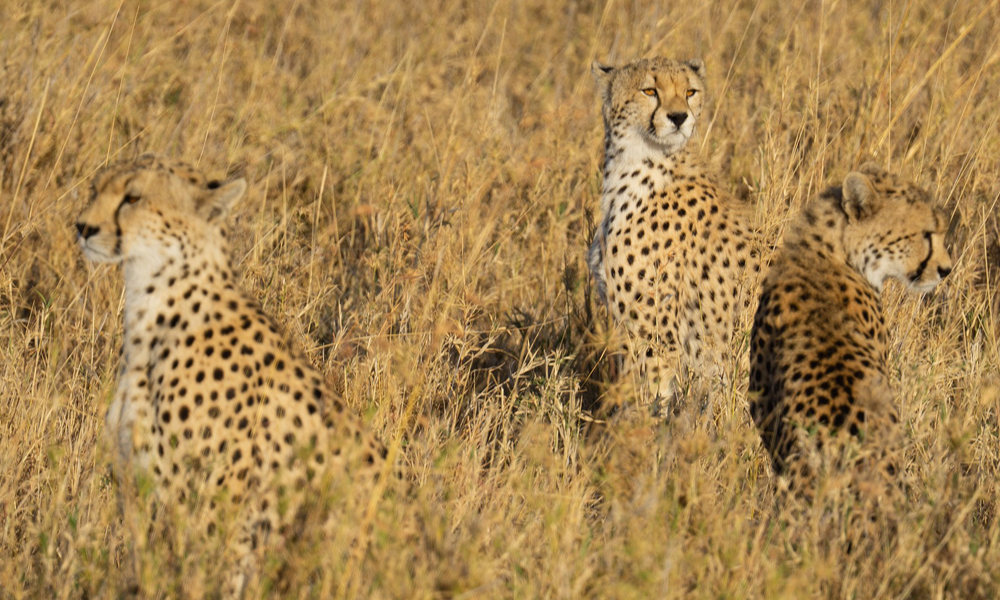 7 Days Tanzania Wildlife Safari Adventure