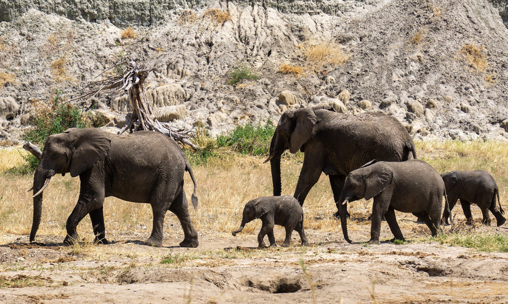 4 Days Wildlife Safari in Tanzania