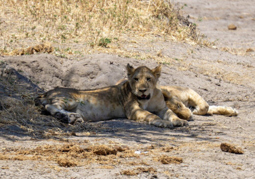 4 Days Serengeti and Ngorongoro Crater Tour