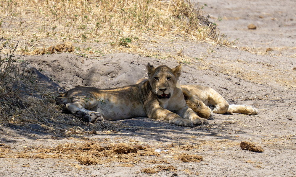 4 Days Serengeti and Ngorongoro Crater Tour