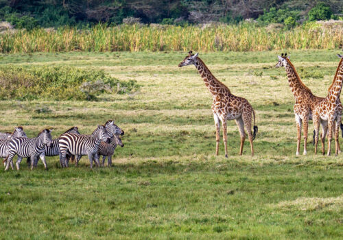 3 Days Tarangire National Park Safari