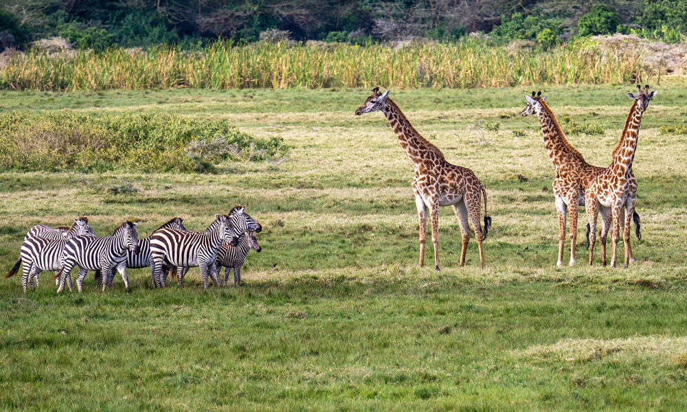 3 Days Tarangire National Park Safari