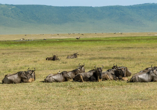 4 Days Tanzania Safari to Serengeti National Park