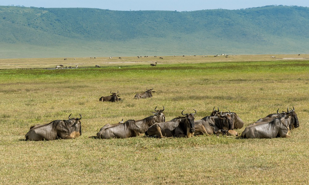 4 Days Tanzania Safari to Serengeti National Park