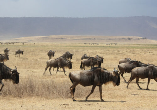 3 Days Tanzania Safari to Ngorongoro Crater