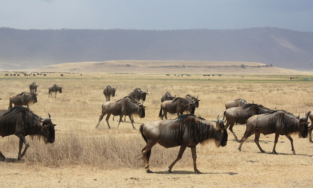 3 Days Tanzania Safari to Ngorongoro Crater