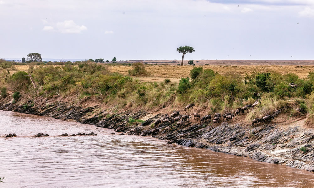 4 Days Masai Mara National Park Safari