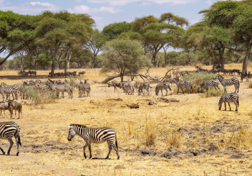 8 Days Best of Tanzania Wildlife Safari