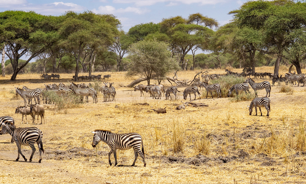 8 Days Best of Tanzania Wildlife Safari