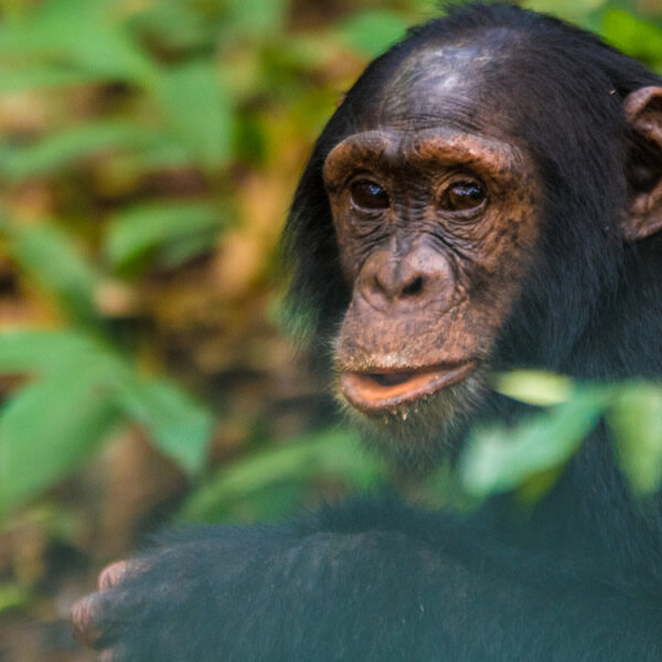 3 Days Chimpanzee Tracking in Nyungwe Forest