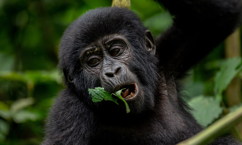 2 Day Rwanda Gorilla Trekking Safari