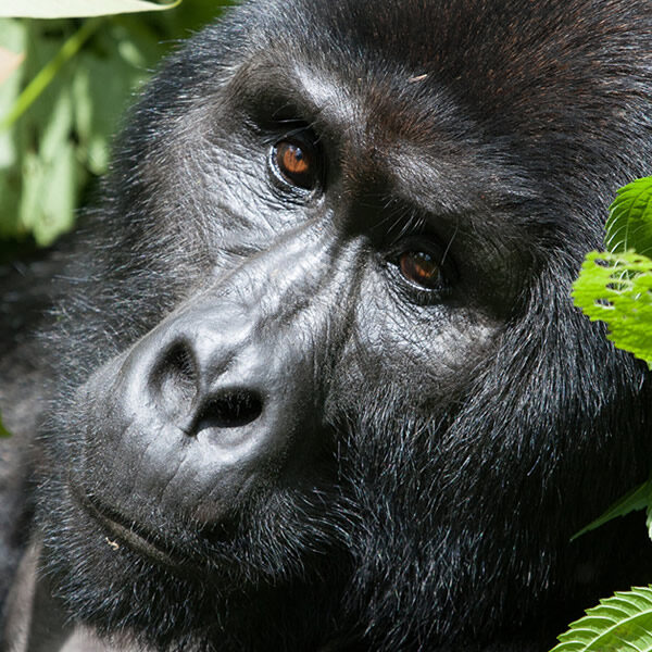 2 Days Tracking Rwanda Mountain Gorillas