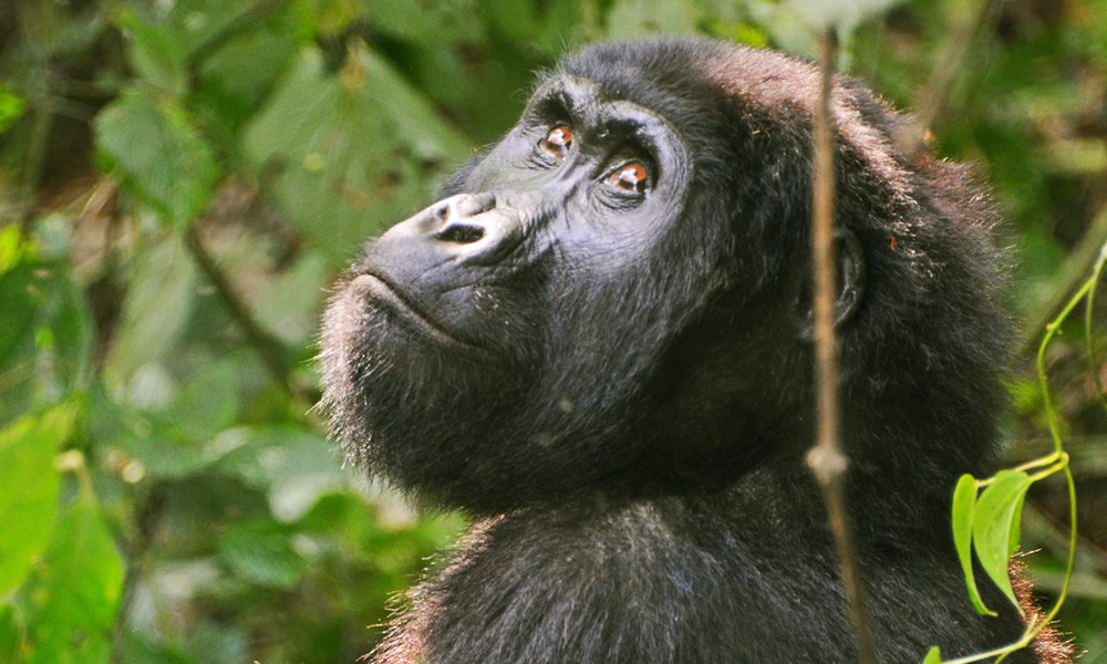 4 Day Rwanda Gorilla Trekking Safari