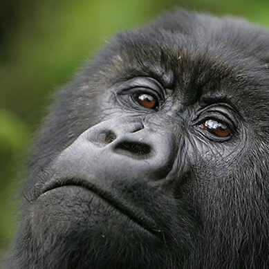 mountain-gorilla-volcanoes-national-park