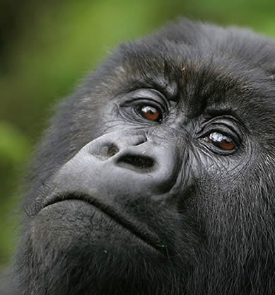 mountain-gorilla-volcanoes-national-park