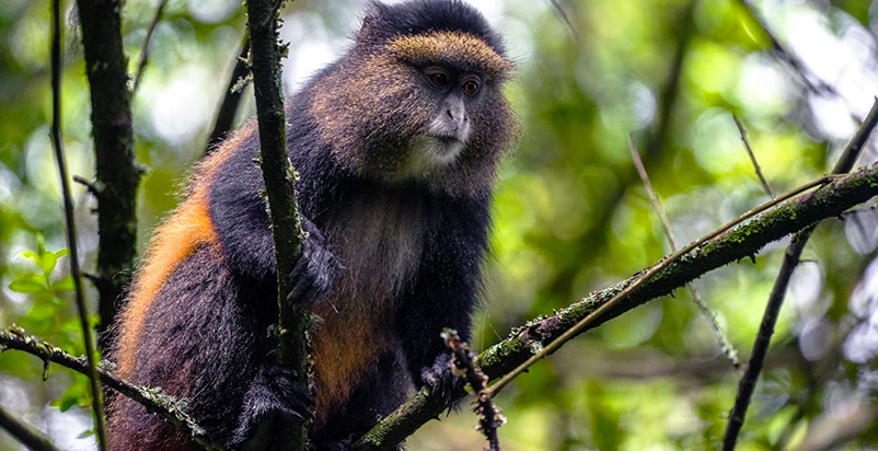 Golden Monkey Volcanoes National Park