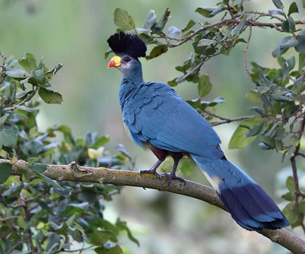 Nyungwe National Park Safaris in Rwanda -great-blue-turaco