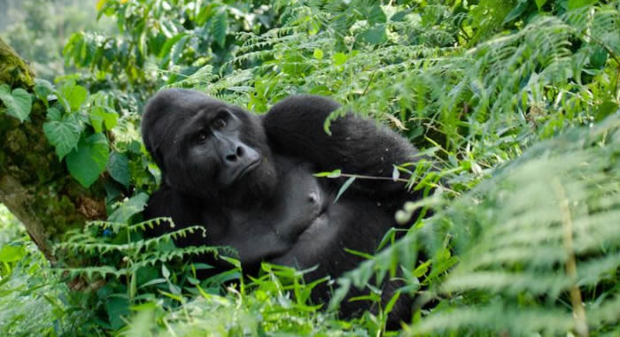 volcanoes-national-park-gorilla trekking